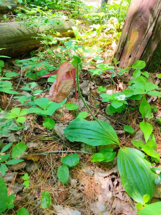 Carp River Campground Picture 5