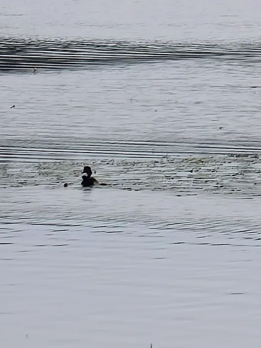 Brevort Lake Campground Picture 8