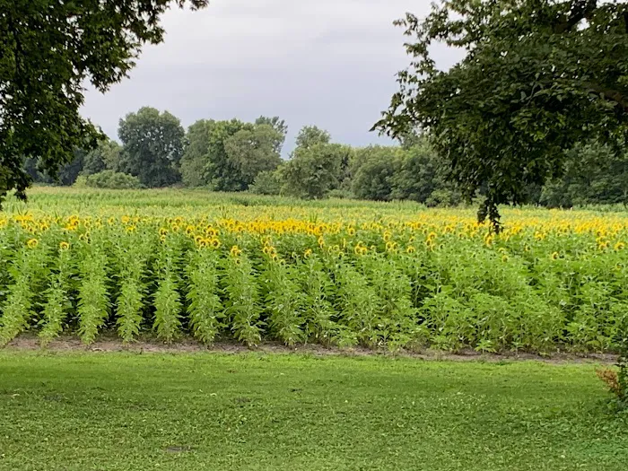 Hickory Grove Campground and RV Park Picture 2