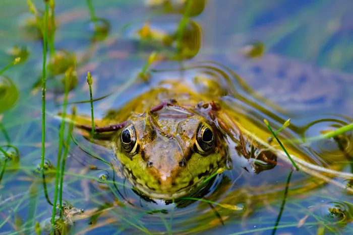 Seney Cabin Picture 1