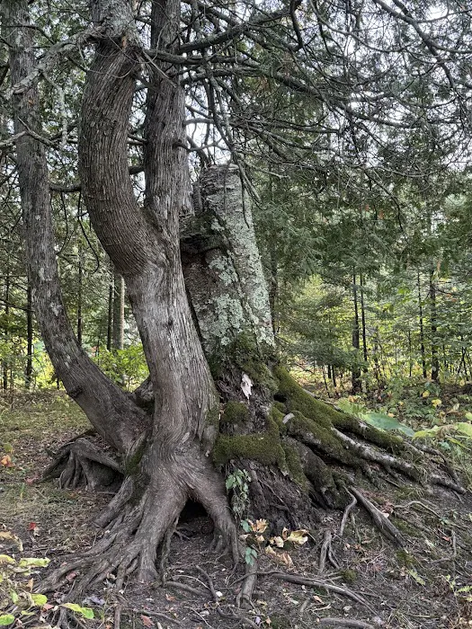 Merwin Creek Campground Picture 2