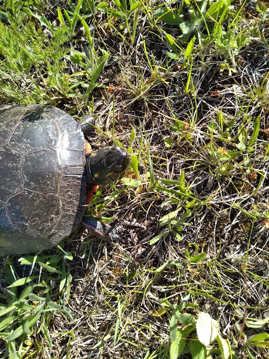 Merwin Creek Campground Picture 10