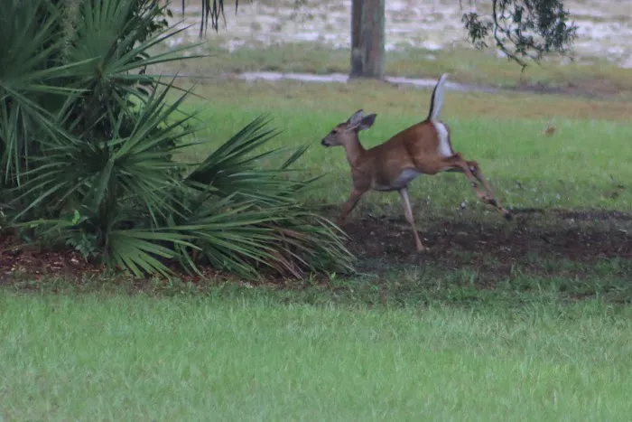 Deerhaven Campground Picture 12