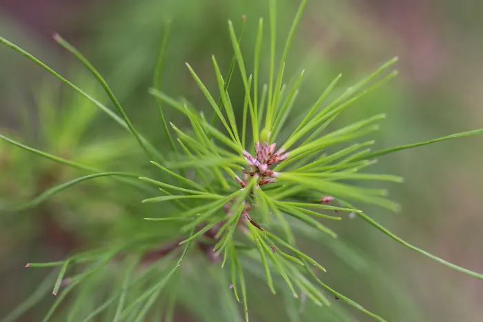 Deerhaven Campground Picture 11