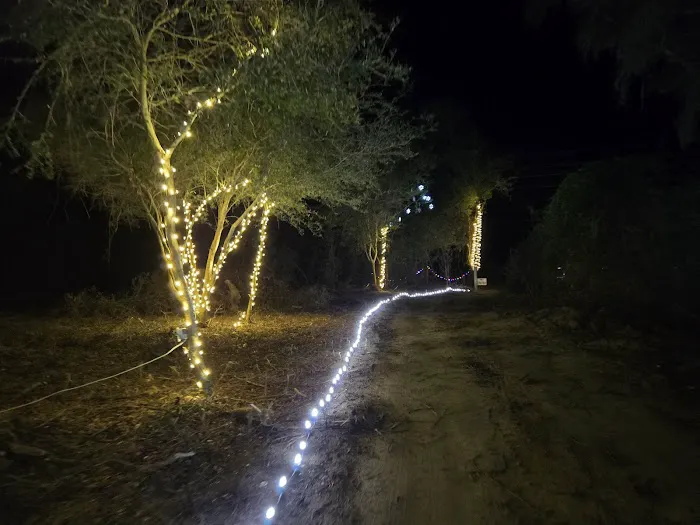 Hidden Cypress Christmas Tree Farm Picture 10