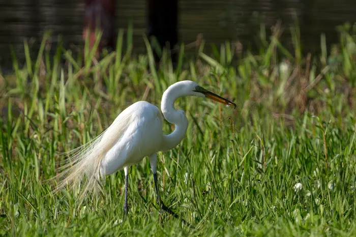 Twin Lakes Camp Resort Picture 6