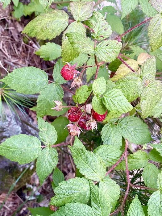 Camp Pontiac Campground LLC Picture 5