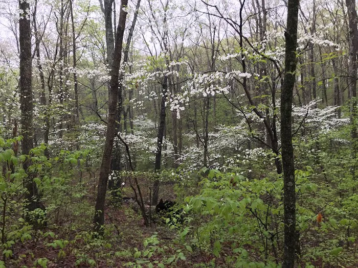 Lazy Day Campground Picture 5