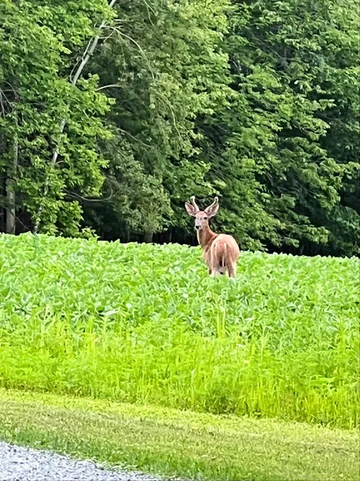 Split Ridge Campground Picture 6