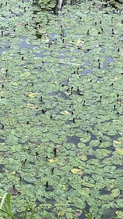 Split Ridge Campground Picture 4