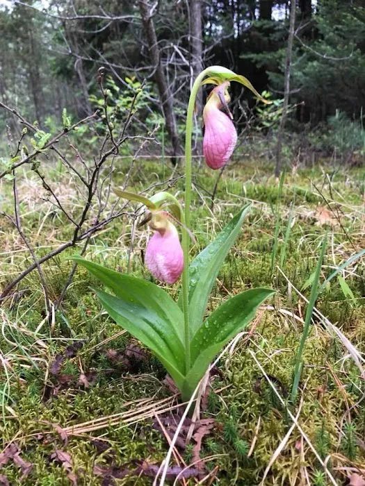 Bach's Wildwood Campground Picture 8