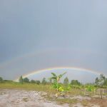 Camp Purple Strawberry