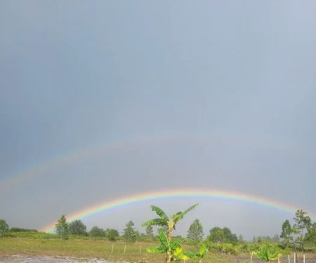 Camp Purple Strawberry