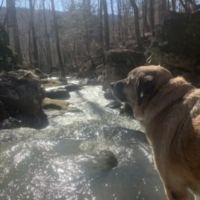Enchanted Ozark Camp and Cabins ico