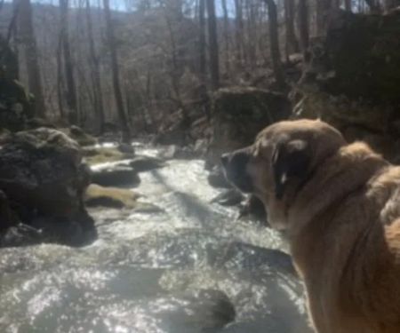 Enchanted Ozark Camp and Cabins