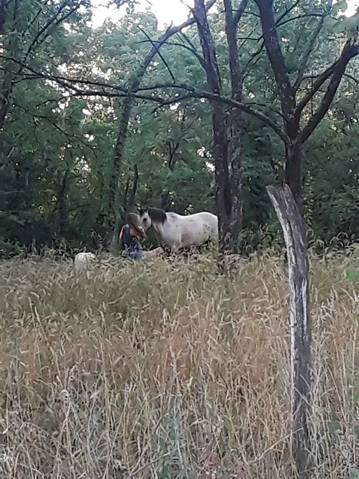 Ethans Forrest Picture 1