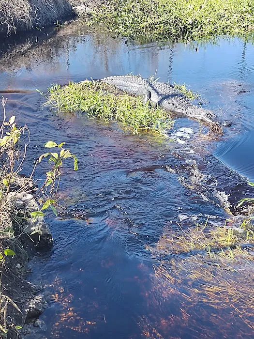 Bear Island Big Cypress national preserve Picture 4