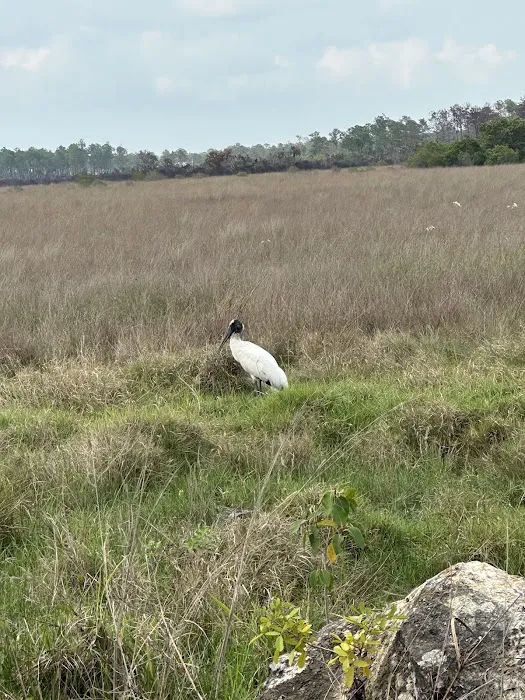 Bear Island Big Cypress national preserve Picture 1