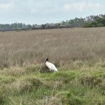 Bear Island Big Cypress national preserve