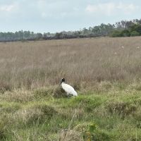 Bear Island Big Cypress national preserve ico
