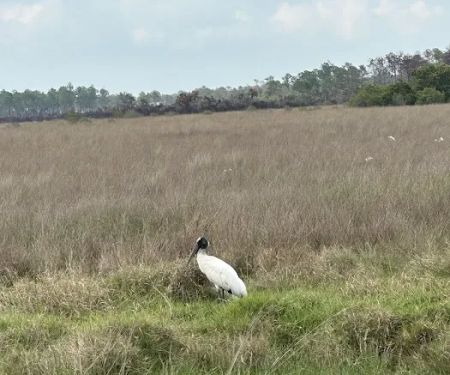 Bear Island Big Cypress national preserve