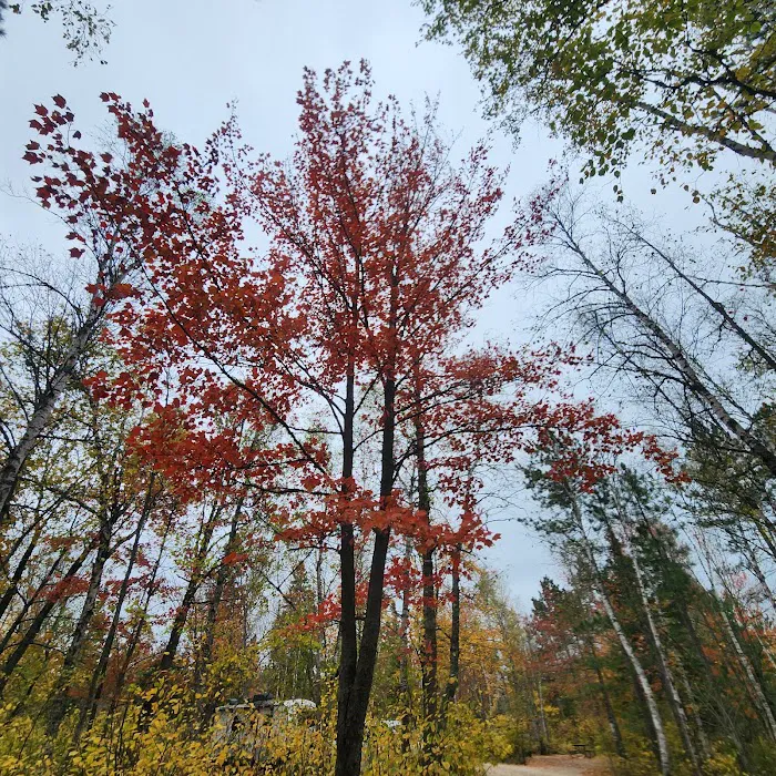 Bear Head Lake Campground Picture 2