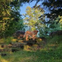 Coffee Pot landing campsite ico