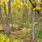 Big Elbow Lake Lodge and Campground LLP