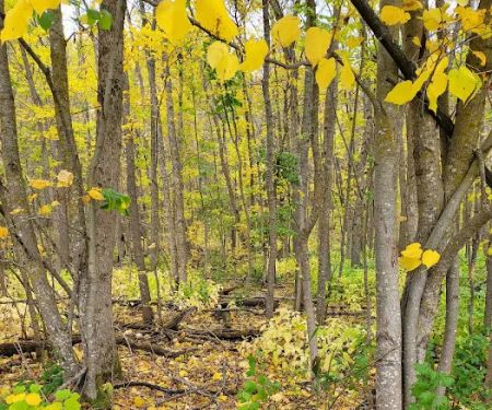 Big Elbow Lake Lodge and Campground LLP