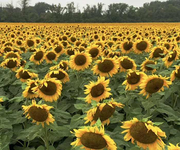 Edgeley Campground Picture 1