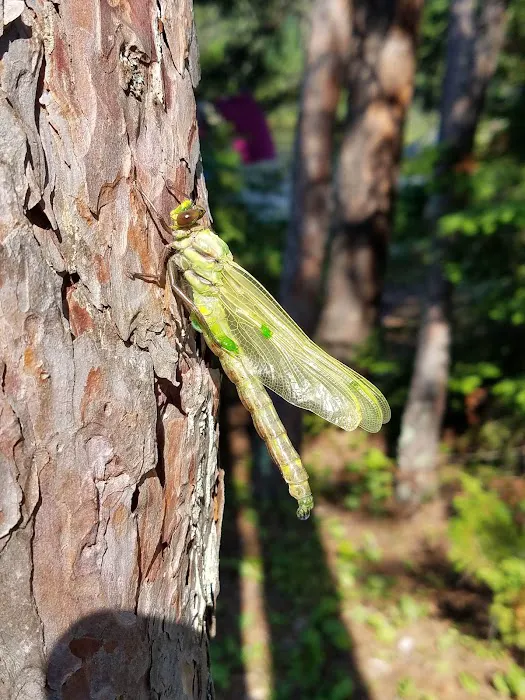 Torry Fish Camp N43 Campsite Picture 7