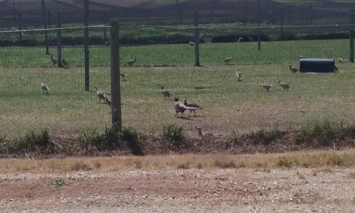 Camping - Pheasant farm Picture 2