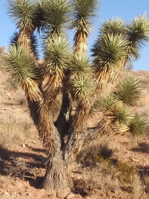 Red Rock Campground Picture 11