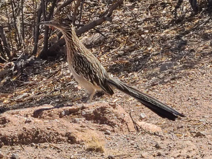 Las Vegas Bay Campground Picture 5