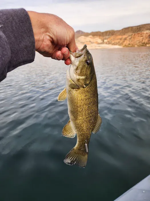 Callville Bay NPS Campground Picture 5