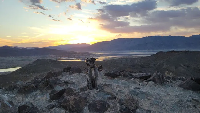 Callville Bay NPS Campground Picture 8