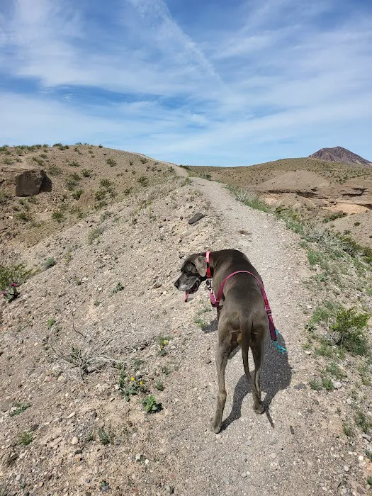 Callville Bay NPS Campground Picture 9