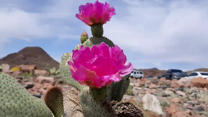 Willow Beach Campground & RV Park Picture 9