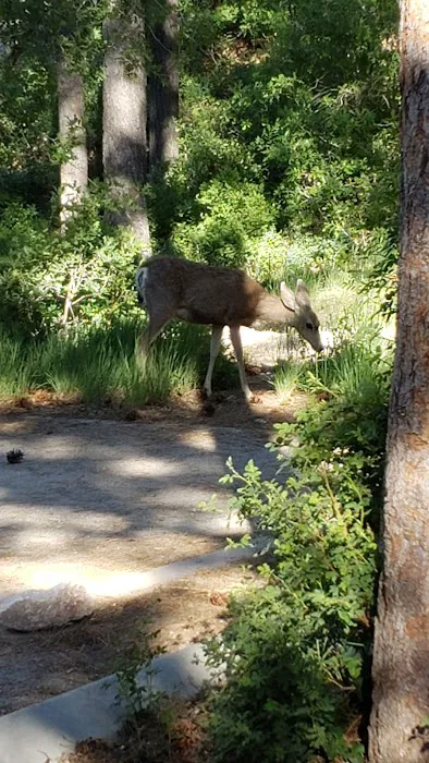 Fletcher View Campground Picture 9