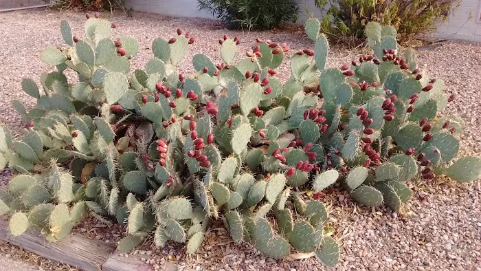 Echo Bay Upper Campground Picture 4