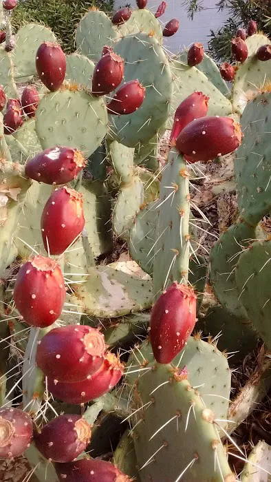 Echo Bay Upper Campground Picture 7