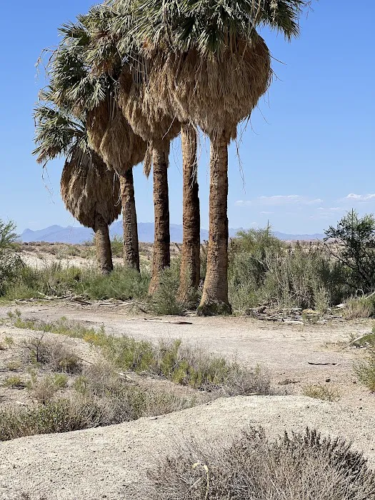 Echo Bay Lower Campground Picture 6