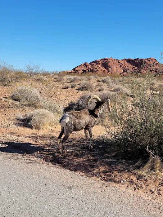Atlatl Rock Campground Picture 1