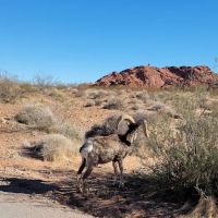 Atlatl Rock Campground ico