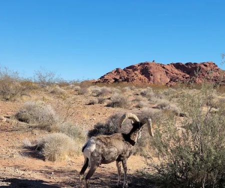Atlatl Rock Campground