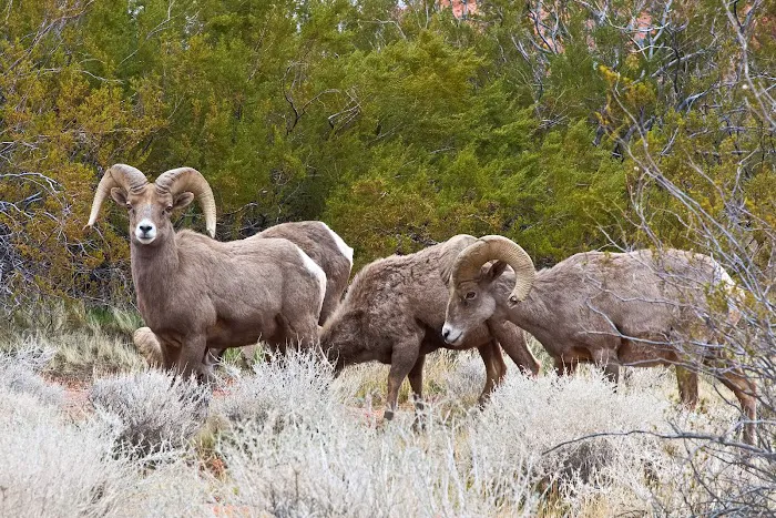 Atlatl Rock Campground Picture 5