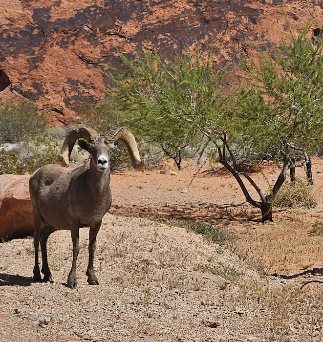 Atlatl Rock Campground Picture 7
