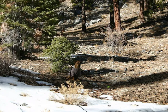 Wheeler Pass Campground Picture 2