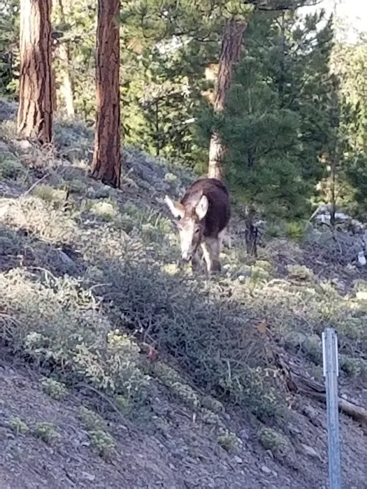 Wheeler Pass Campground Picture 9