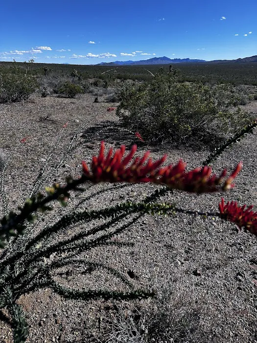 The Peach Patch Picture 6